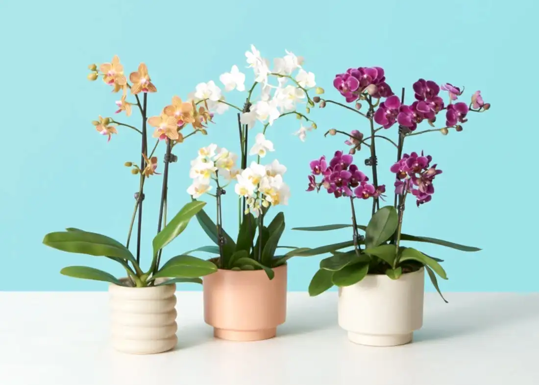 Phalaenopsis Orchid Plant Care