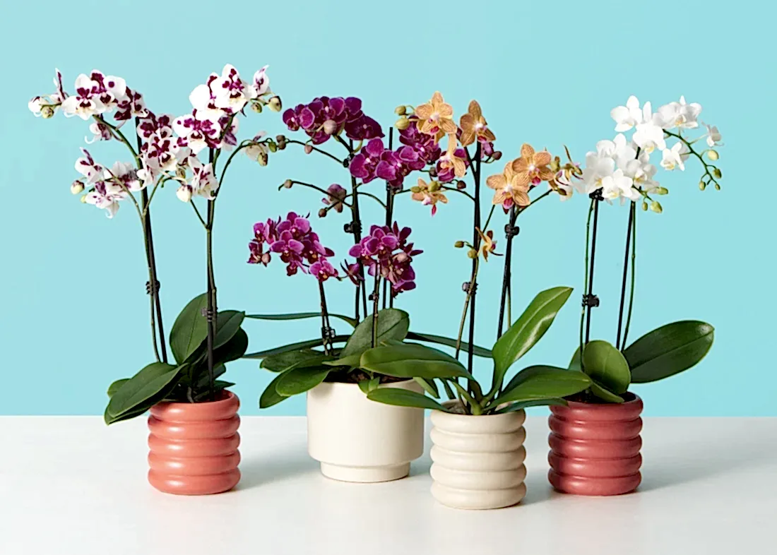 How To Make Your Orchid Rebloom