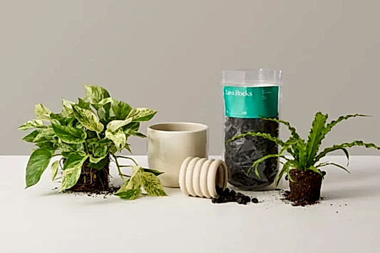 How To Spring Clean Your Houseplants