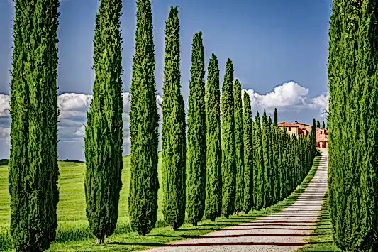 A Gardener's Guide to Growing Evergreen Trees and Shrubs
