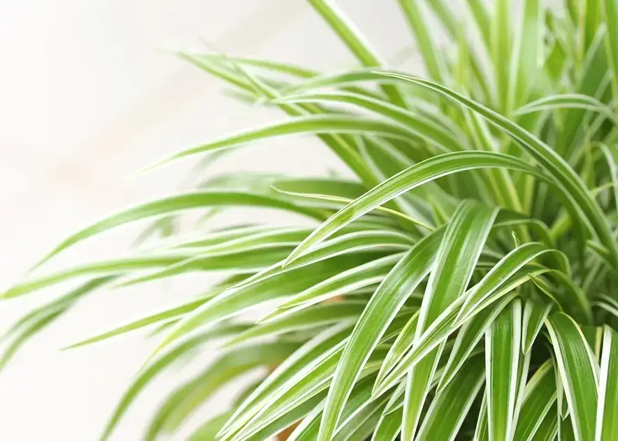 How To Care for a Spider Plant