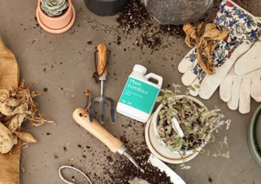 How to Fertilize Your Houseplants