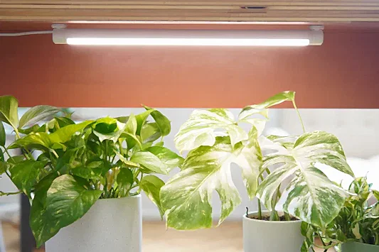 How to Use Grow Lights for Houseplants