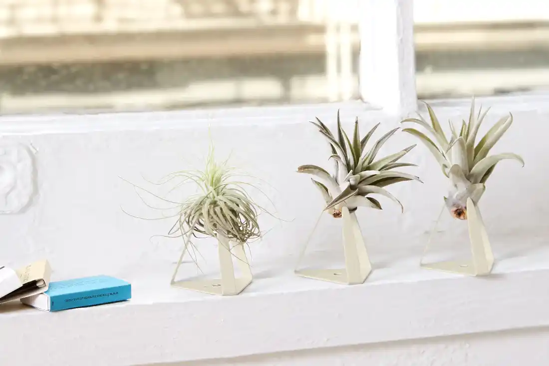 Plants 101: Epiphytes and Air Plants