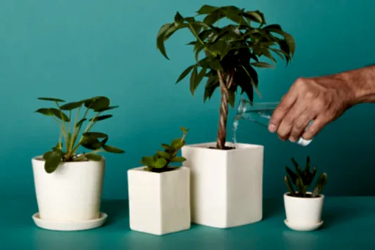 Health Is Wealth, Get That (Plant) Green