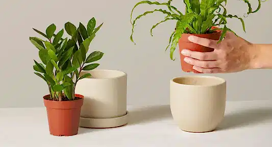 To Pot or Not to Pot: Grow Pot vs Planter
