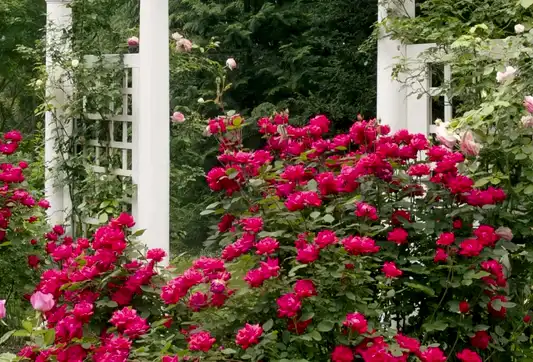 Gardening 101: Annuals, Perennials, and Biennials Explained