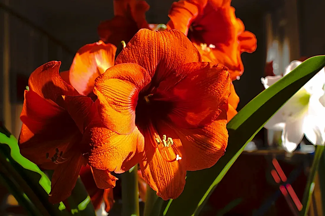 How to Grow and Care for Amaryllis Bulbs Indoors