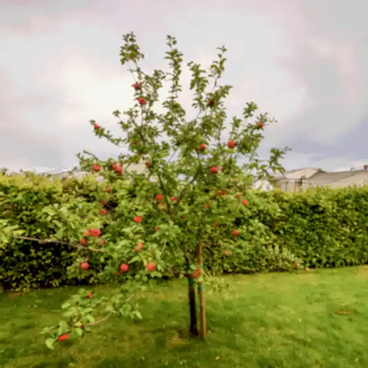 Apple Trees 101: Care