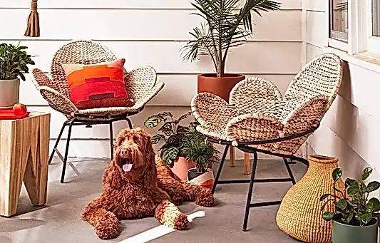 How to Create a Pet-Safe Plant Collection