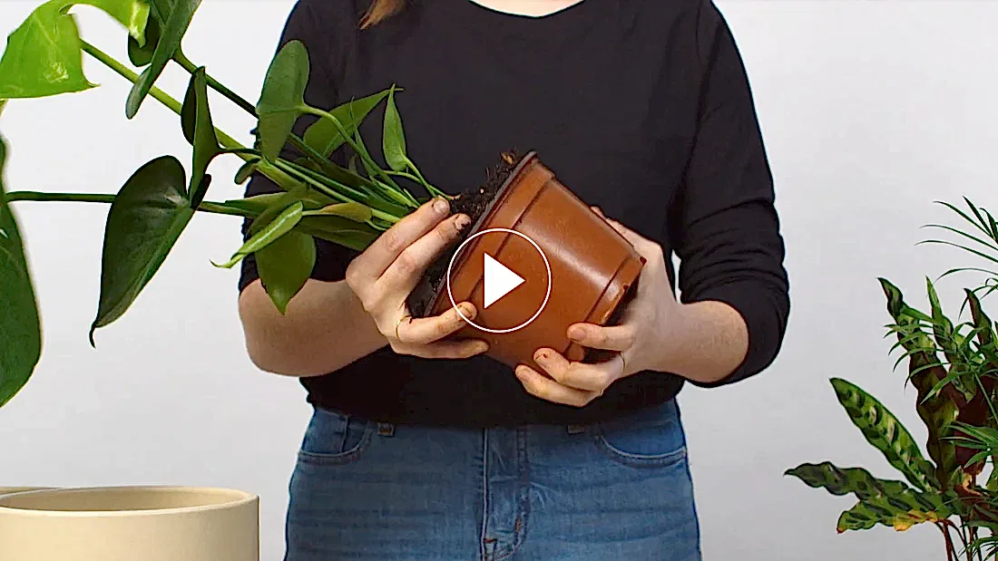 repotting plants