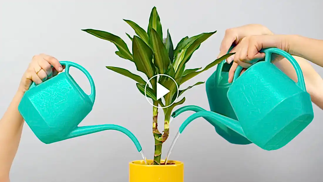 How Often & How Much You Should Water Houseplants