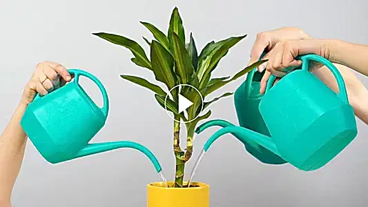 How Often & How Much You Should Water Houseplants