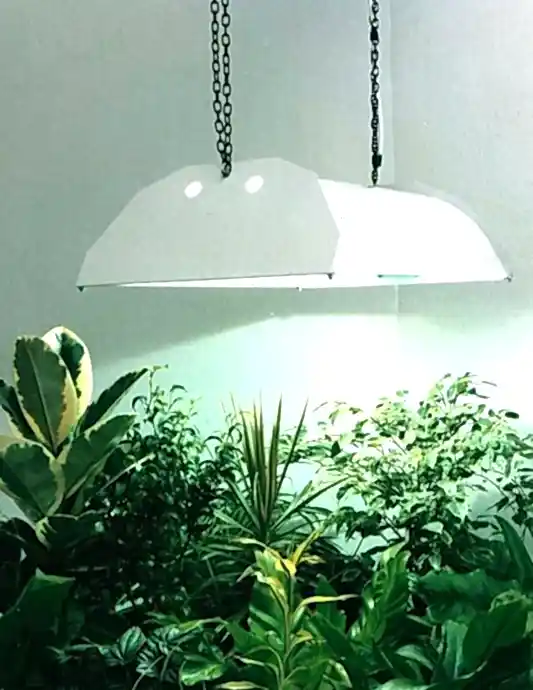 Understanding Lighting in Your Home and How It Affects Your Plants