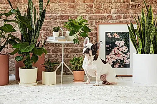 What is Plant Toxicity?