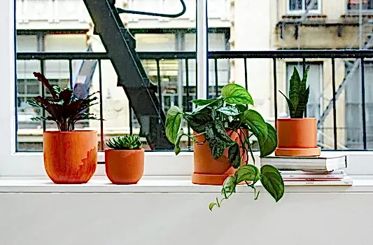 Our Top 10 Plant Care Tips