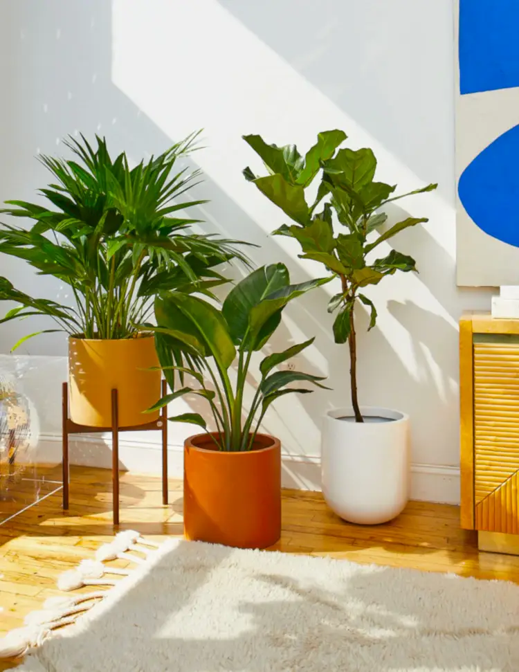 Large Planters