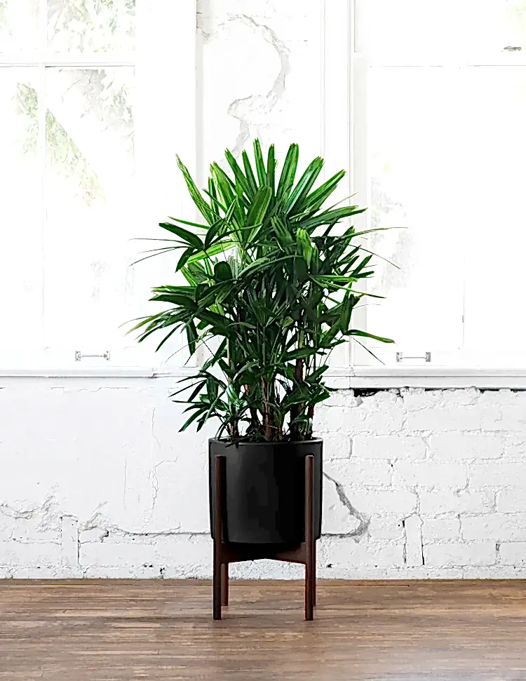 Plant Stands & Hangers