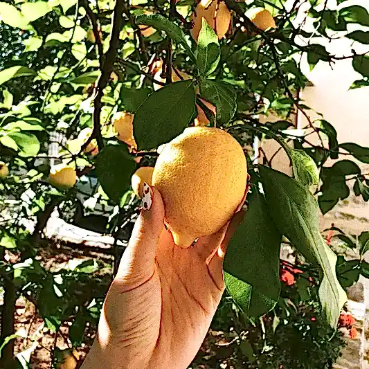 Fruit Trees & Bushes