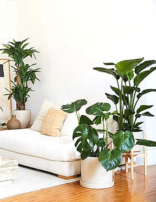 Large Plants