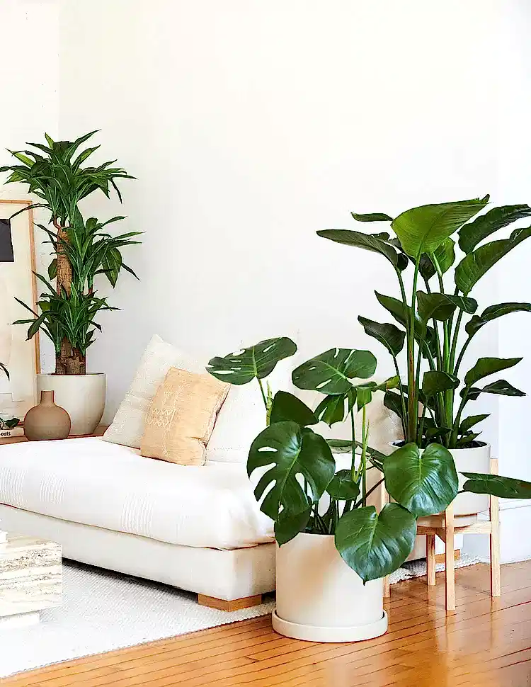 Large Plants