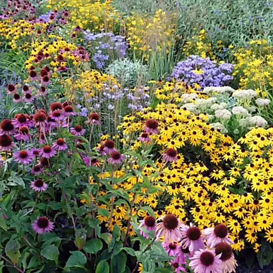 Perennials