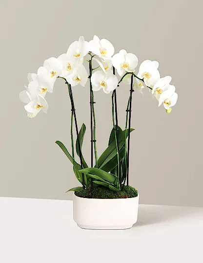 Large Double Orchid