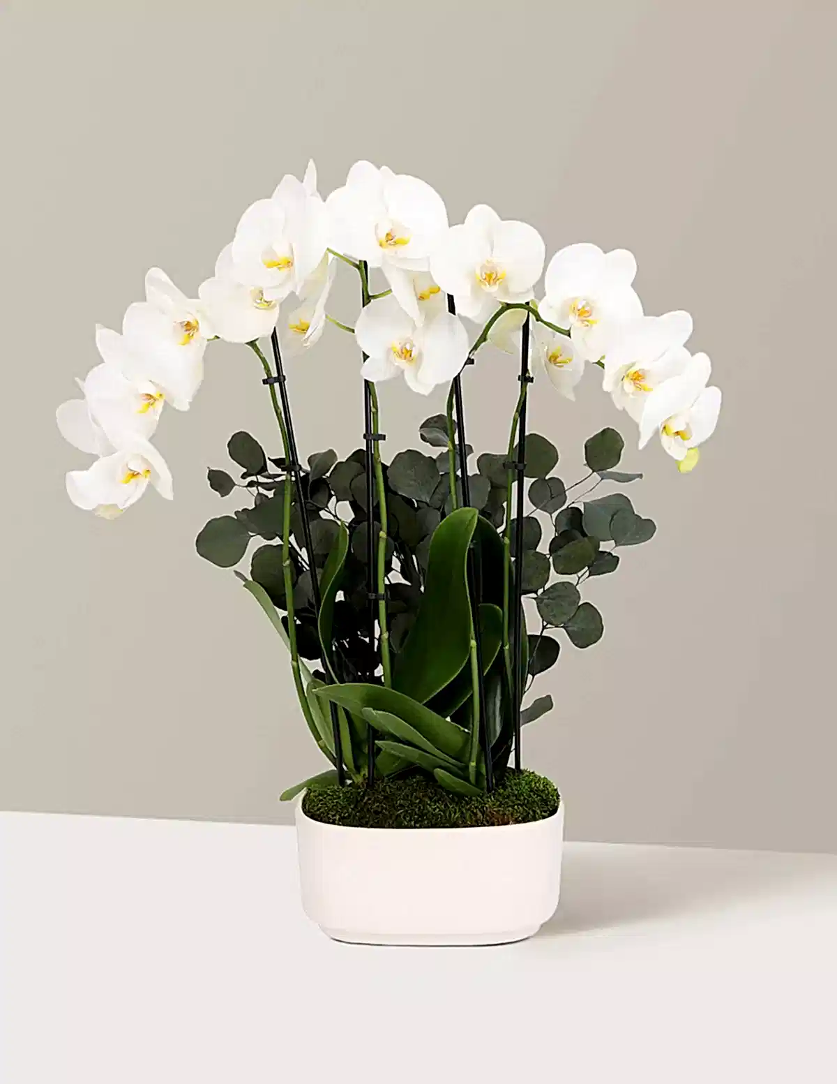 Large Double Orchid
