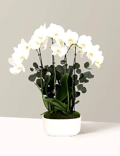 Large Double Orchid
