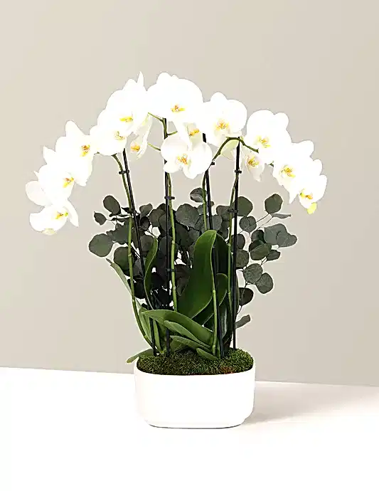 Large Double Orchid