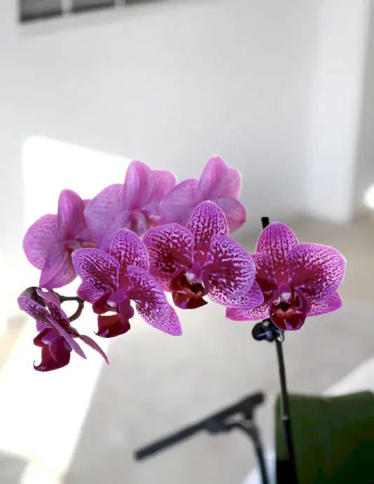 Petite Purple Orchid