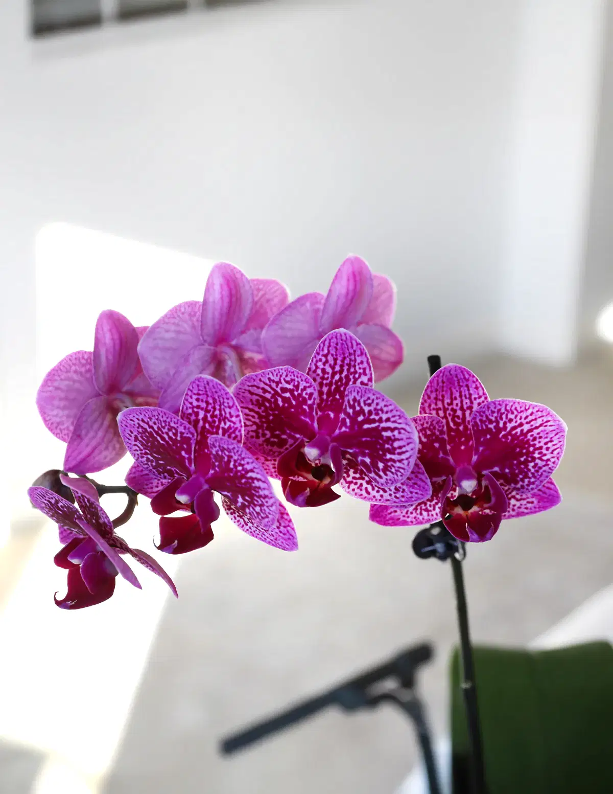 Petite Purple Orchid