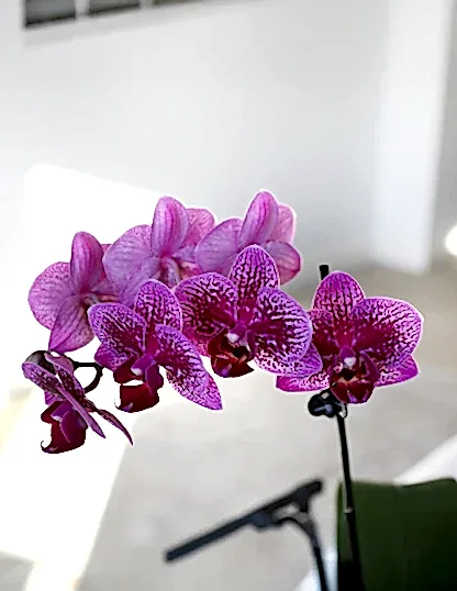 Petite Purple Orchid
