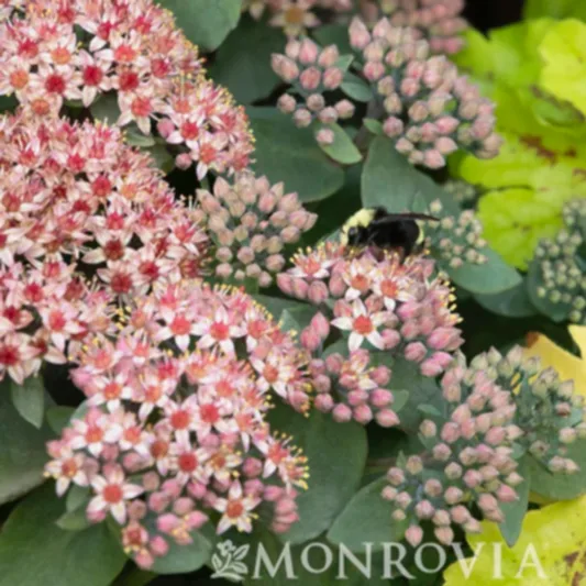 Evolution™ Emerald Ice Sedum