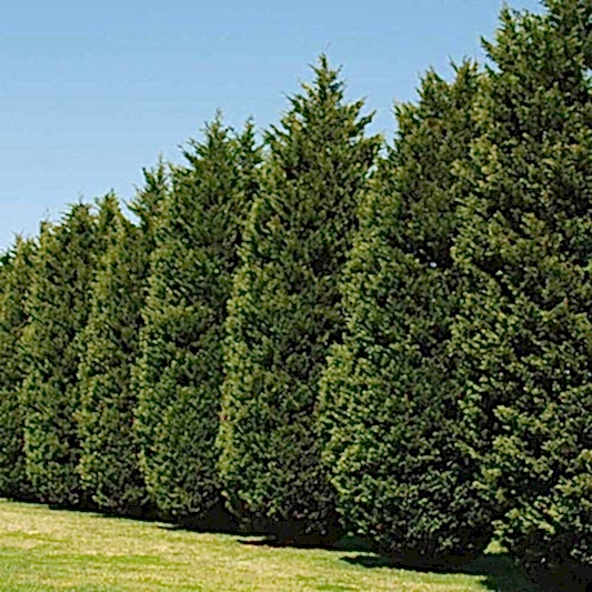 Leyland Cypress Tree