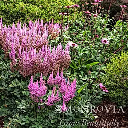Vision in Pink Astilbe