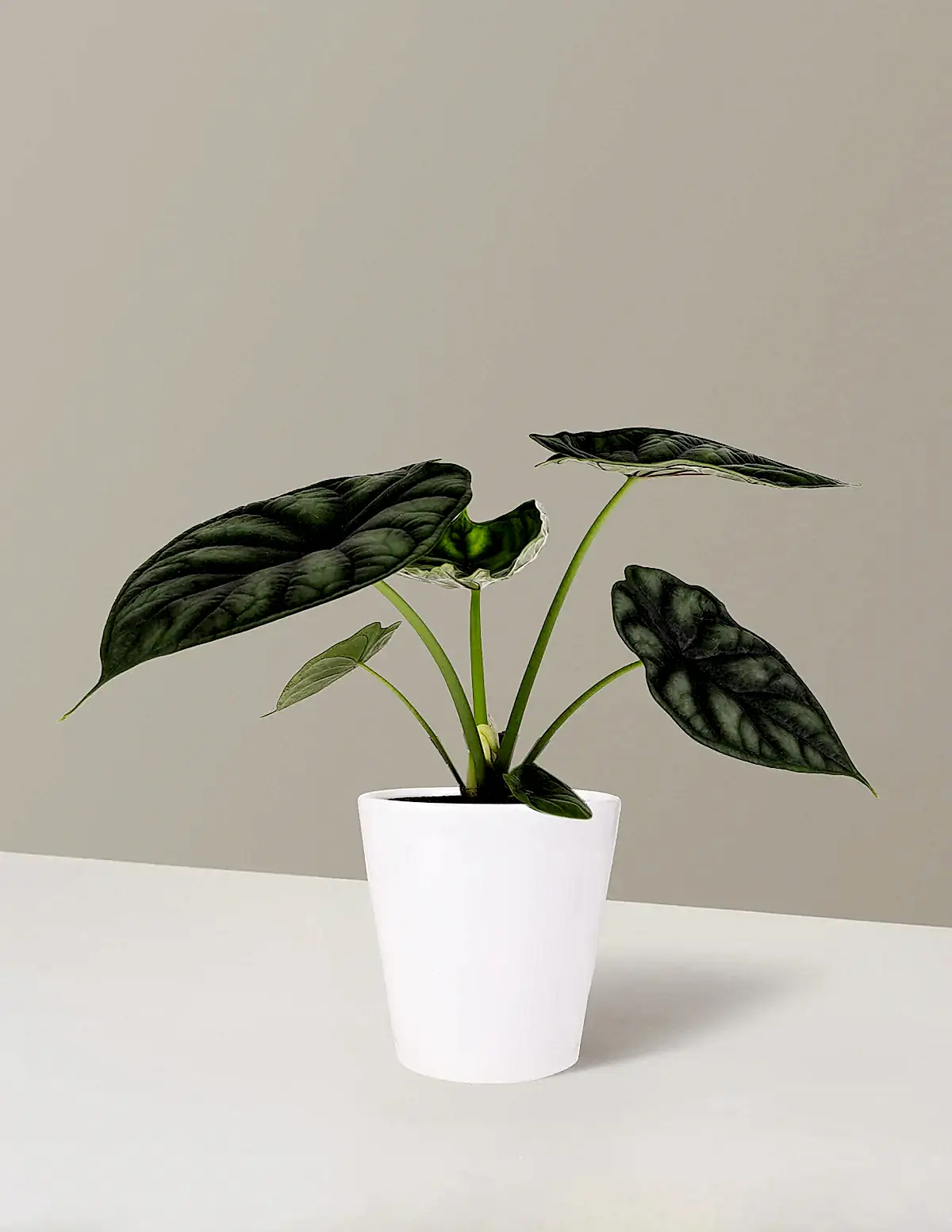 Alocasia Dragon Scale