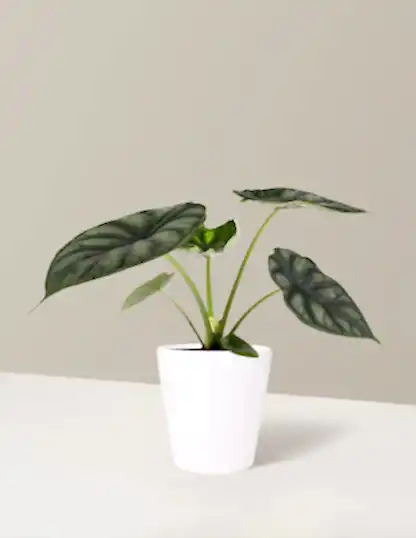 Alocasia Dragon Scale