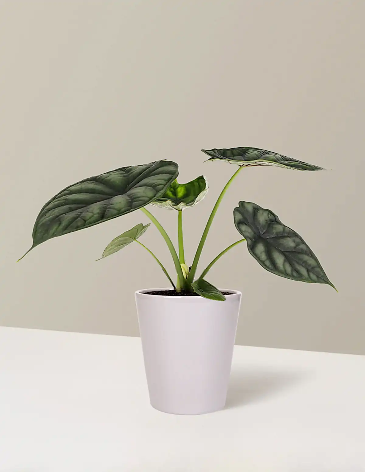 Alocasia Dragon Scale