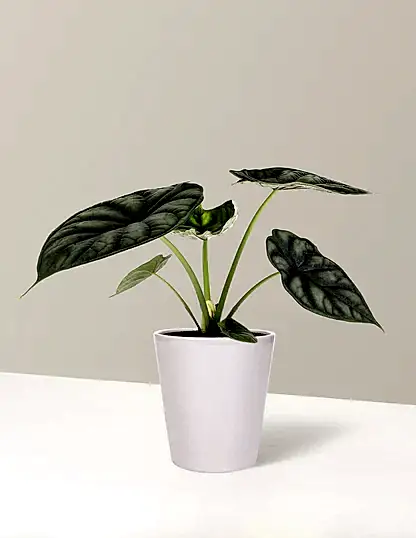 Alocasia Dragon Scale