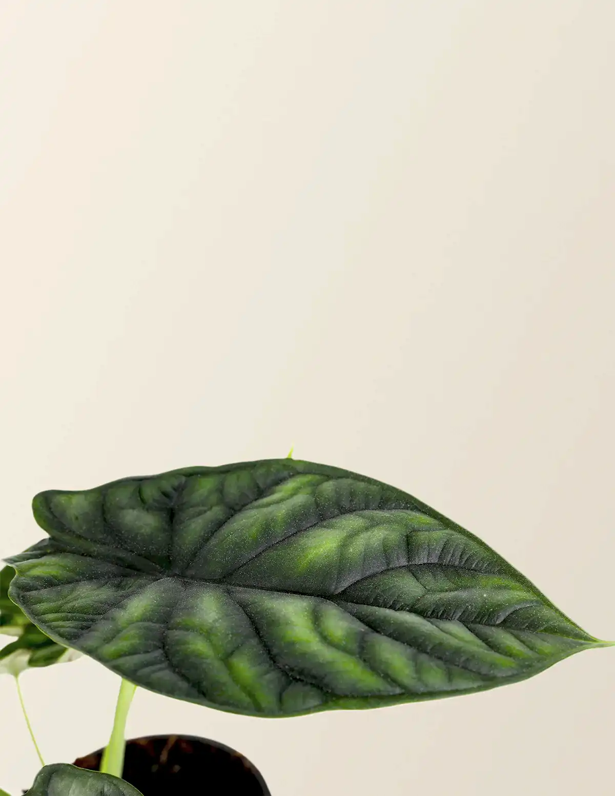 Alocasia Dragon Scale