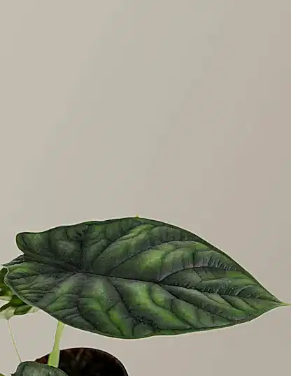 Alocasia Dragon Scale