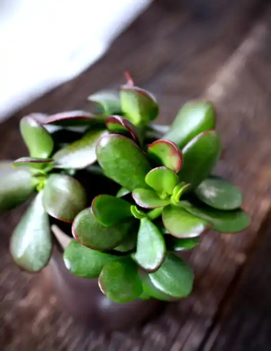 Sunset Jade