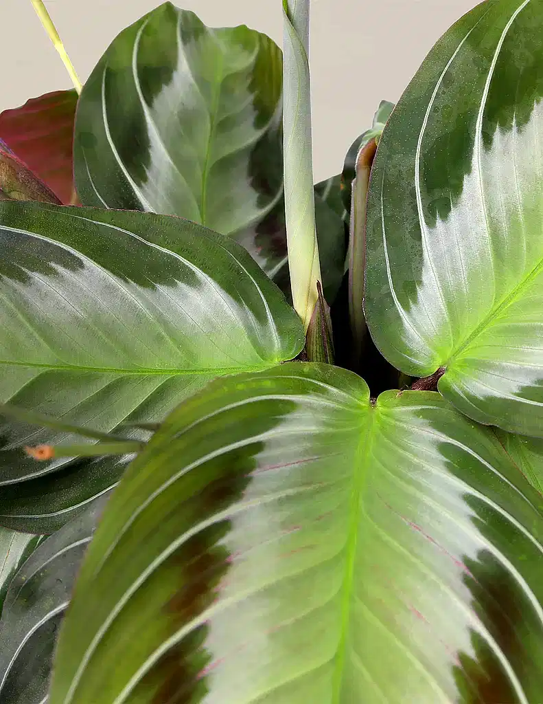 Maranta 'Silver'