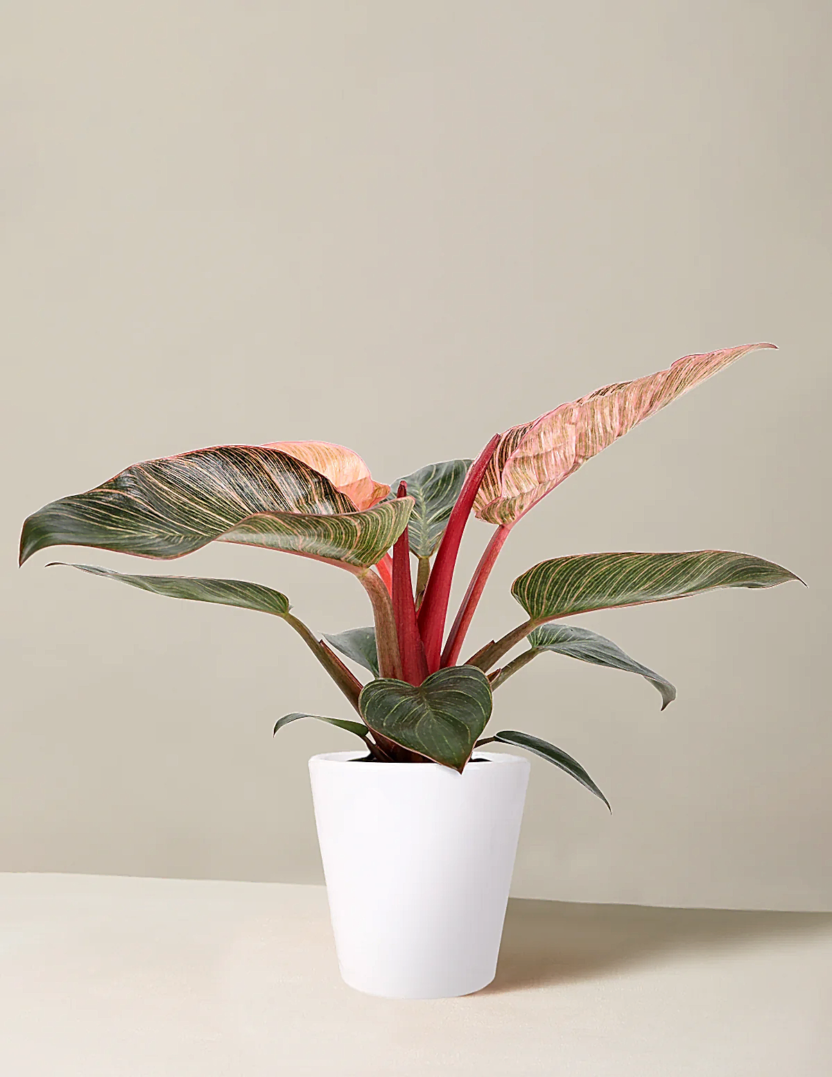 Philodendron ‘Pink Bikini’