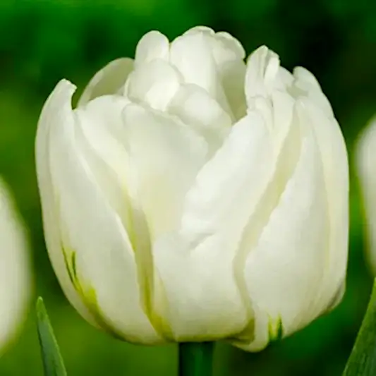 Mount Tacoma Tulip Bulbs