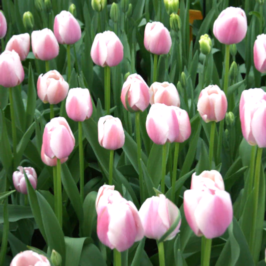 Jacuzzi Tulip Bulbs