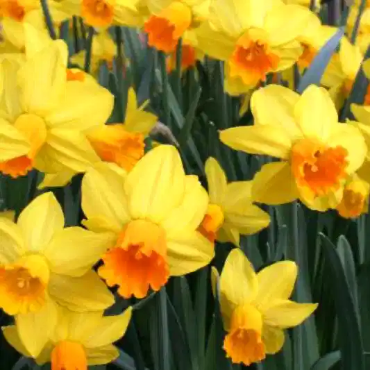 Golden Dawn Daffodil Bulbs