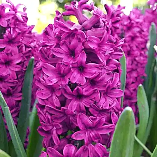 Woodstock Hyacinth Bulbs