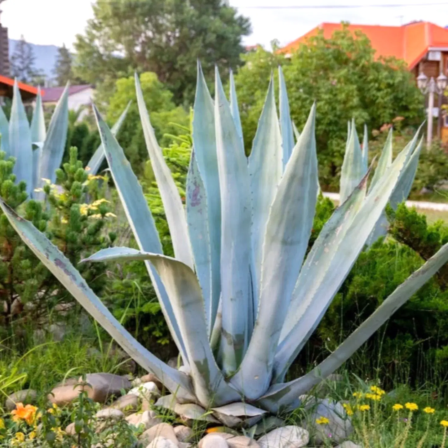 Agave Americana